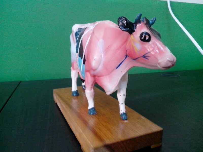 黄牛解剖模型
