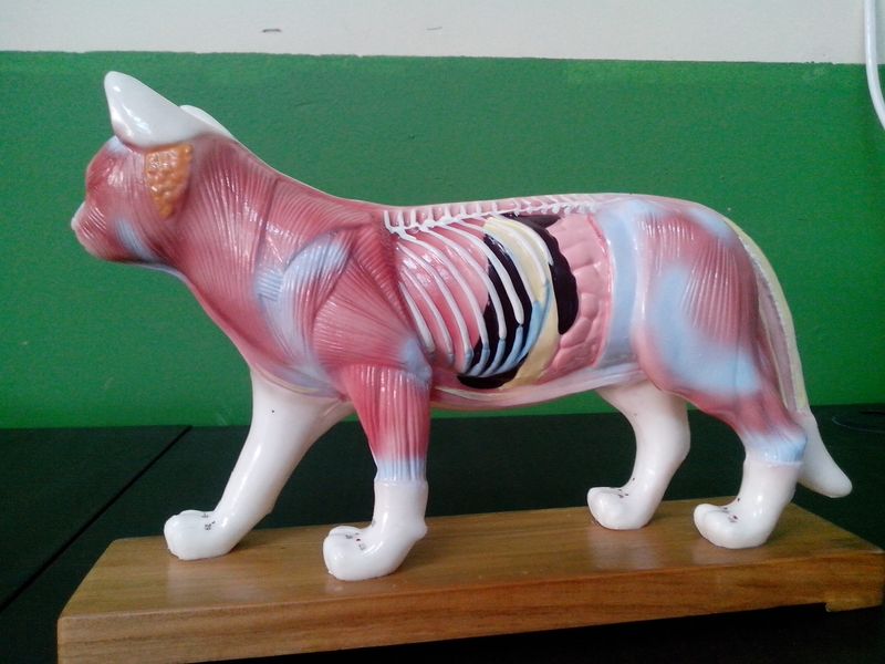 猫内脏解剖模型