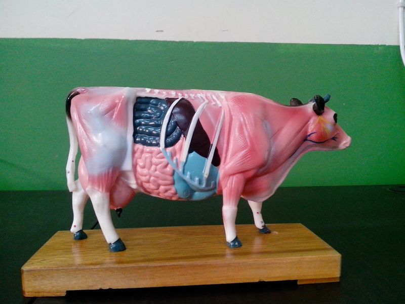 奶牛解剖模型