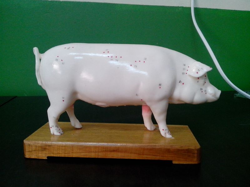 猪整体解剖模型