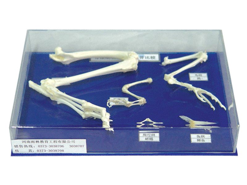 脊椎动物五纲后肢骨比较