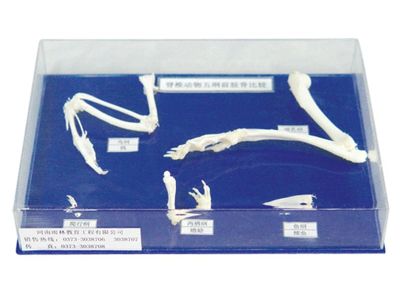 脊椎动物五纲前肢骨比较