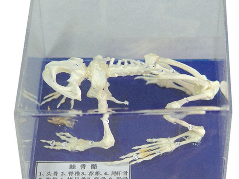 蛙骨骼