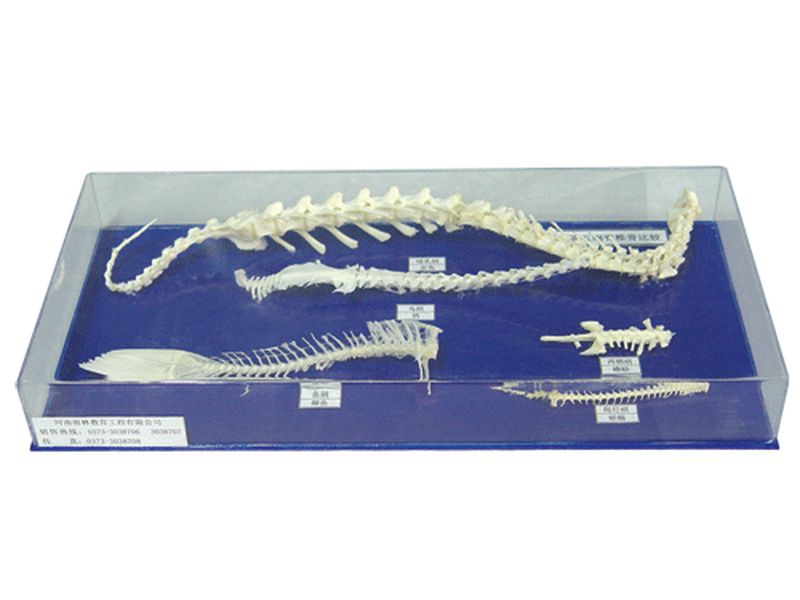 脊椎动物五纲脊椎骨比较